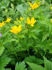 Trollius ranunculinus