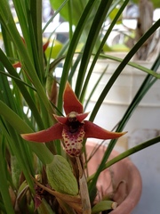 Maxillaria tenuifolia