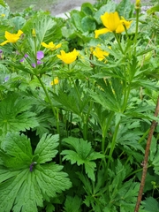 Trollius ranunculinus