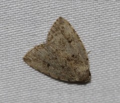 Tolpia conscitulana