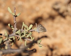 Brephidium metophis