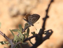 Brephidium metophis
