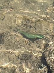 Halichoeres radiatus