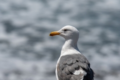 Larus occidentalis occidentalis