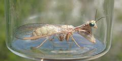 Mantispa aphavexelte