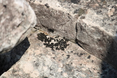 Lathagrium undulatum