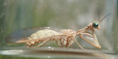 Mantispa aphavexelte
