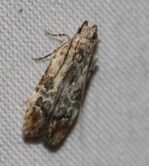 Hypatima