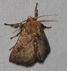 Anaxidia lozogramma