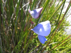 Disa graminifolia
