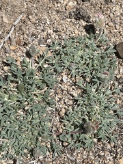 Trifolium andersonii monoense
