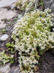 Sedum gracile