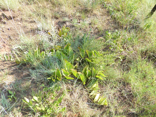 Cyphostemma humile