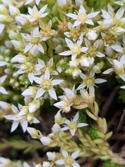 Sedum gracile
