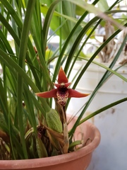 Maxillaria tenuifolia
