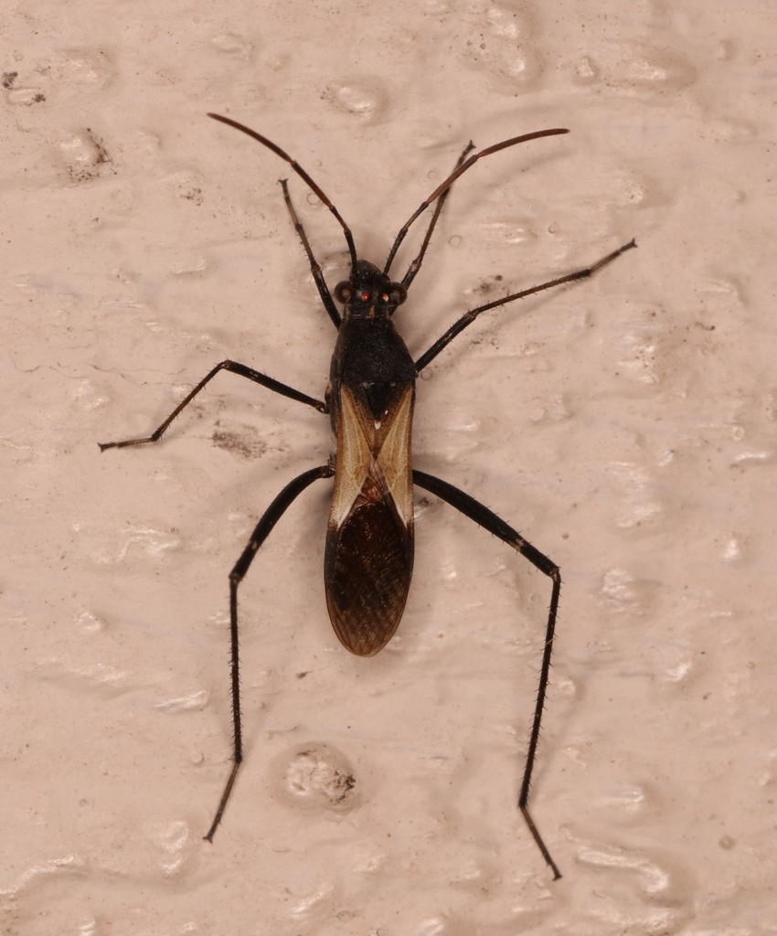 White-lined Broad-headed Bug