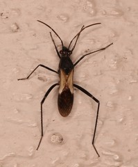 Euthetus leucostictus