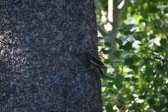 Sphyrapicus nuchalis