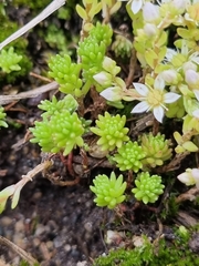 Sedum gracile