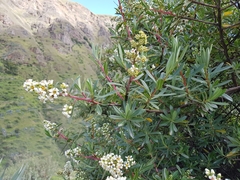 Escallonia resinosa