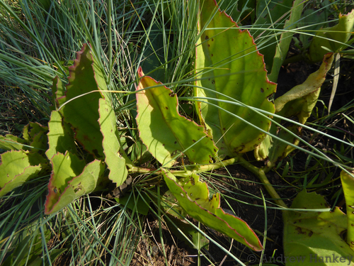 Cyphostemma humile