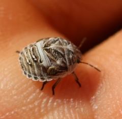 Psacasta tuberculata