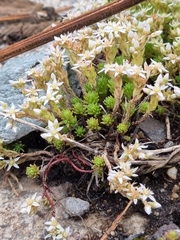 Sedum gracile
