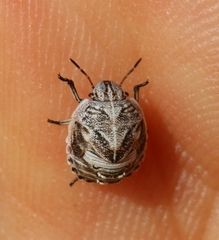 Psacasta tuberculata
