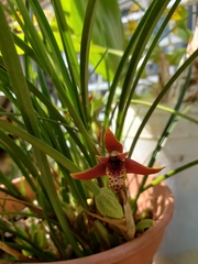 Maxillaria tenuifolia