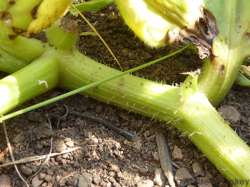 Cyphostemma humile