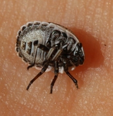 Psacasta tuberculata