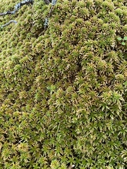 Sphagnum flavicomans