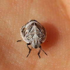 Psacasta tuberculata