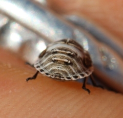 Psacasta tuberculata