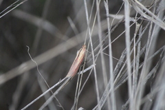 Oncocera semirubella