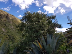 Escallonia resinosa