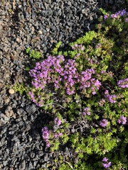 Thymus caespititius