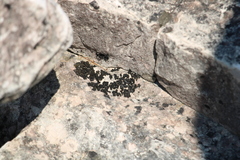 Lathagrium undulatum