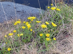 Crepis nigrescens