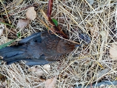 Turdus merula aterrimus