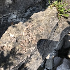 Dermatocarpon dolomiticum