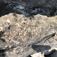 Dermatocarpon dolomiticum