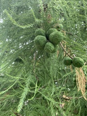Taxodium distichum