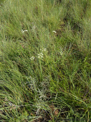 Pimpinella transvaalensis