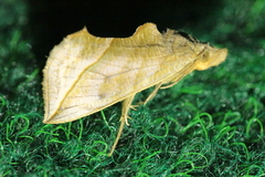 Calyptra thalictri