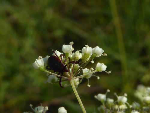 Highveld Anise (Pimpinella transvaalensis)