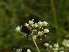 Pimpinella transvaalensis