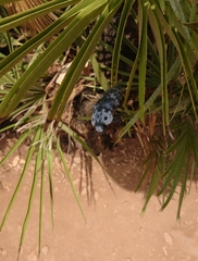 Capnodis cariosa