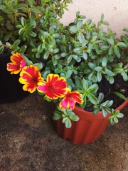 Portulaca