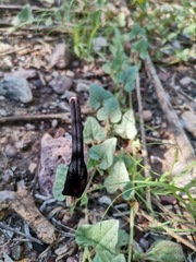 Aristolochia wrightii